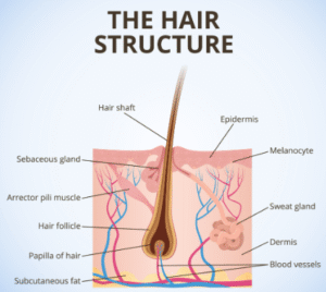 hair structure