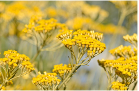 helichrysum