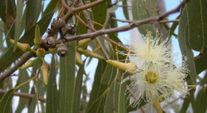 eucalyptus