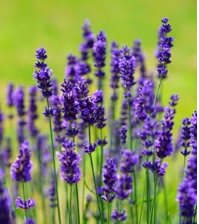 lavendar