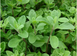 marjoram