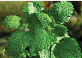 pepper mint