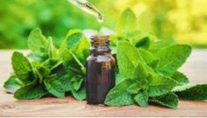 peppermint
