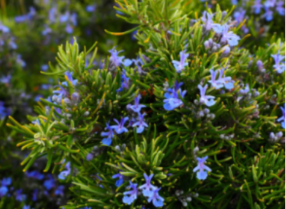 rosemary